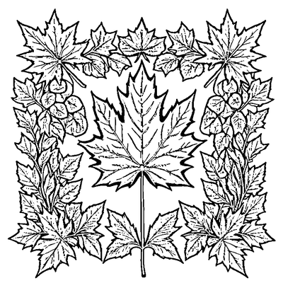 Detailed Maple Leaf With All Veins coloring page variation 3