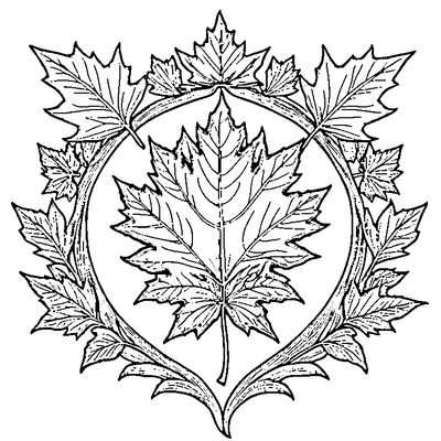 Detailed Maple Leaf With All Veins Design