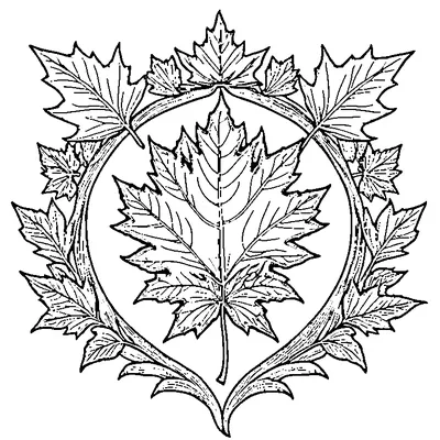 Detailed Maple Leaf With All Veins Design coloring page - free printable