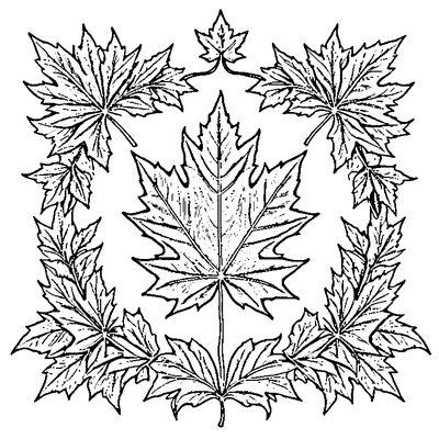 Detailed Maple Leaf With All Veins Printable