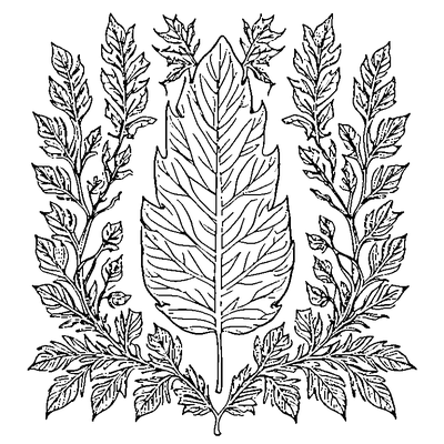 Detailed Oak Leaf With Lobes