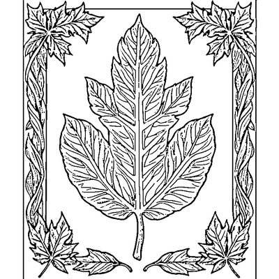 Detailed Oak Leaf With Lobes coloring page variation 2