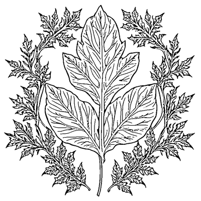 Detailed Oak Leaf With Lobes coloring page variation 3