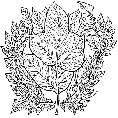 Detailed Oak Leaf With Lobes coloring page variation 4