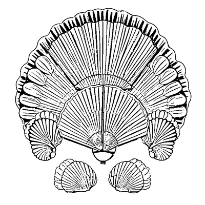 Fan Pattern Shells coloring page variation 1