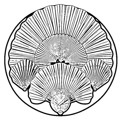 Fan Pattern Shells coloring page variation 2