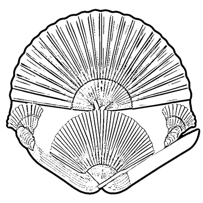 Fan Pattern Shells coloring page variation 3