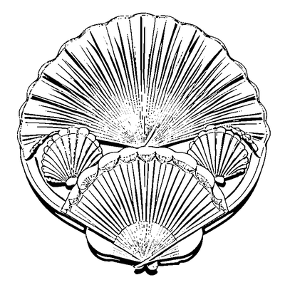 Fan Pattern Shells coloring page variation 4
