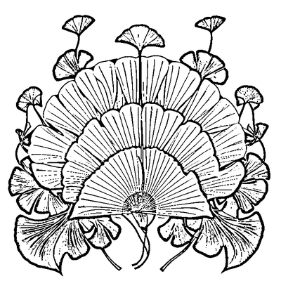 Fan-Shaped Ginkgo Leaf coloring page variation 2