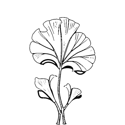 Fan-Shaped Ginkgo Leaf coloring page variation 3