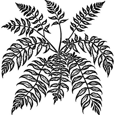 Fern Frond With Leaflets coloring page variation 1
