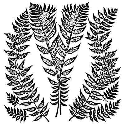 Fern Frond With Leaflets coloring page variation 2