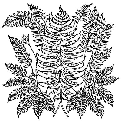 Fern Frond With Leaflets coloring page variation 3