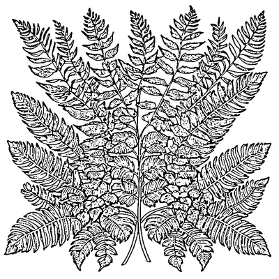 Fern Frond With Leaflets coloring page variation 4