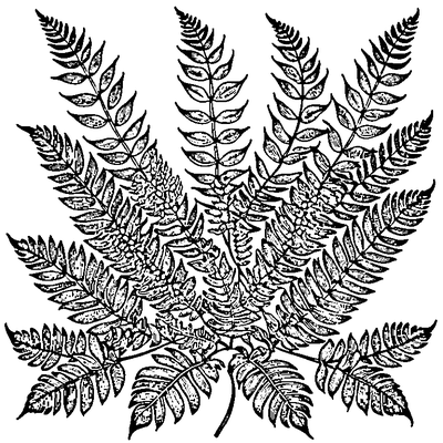 Fern Frond With Leaflets coloring page variation 5