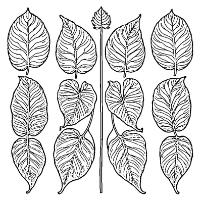 Four Different Leaves In A Row Design