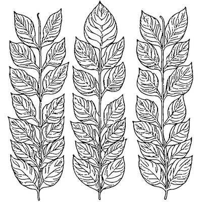 Four Different Leaves In A Row coloring page variation 1