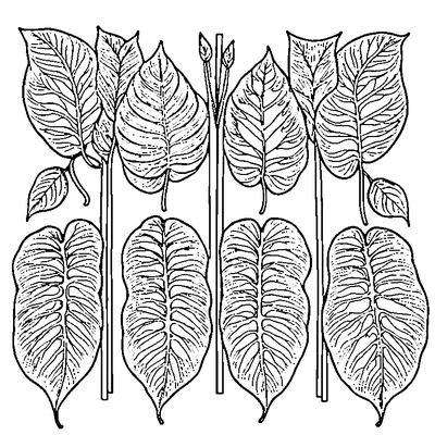 Four Different Leaves In A Row coloring page variation 4