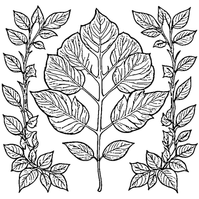 Leaf Falling From Tree