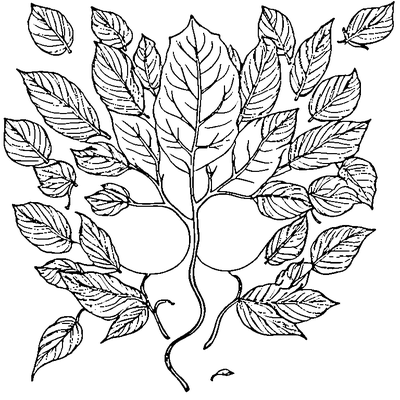 Leaf Falling From Tree coloring page variation 2