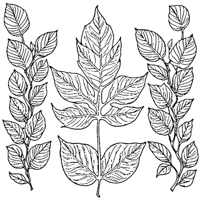 Leaf Falling From Tree coloring page variation 3