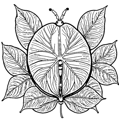 Leaf With A Ladybug Sitting On coloring page variation 3