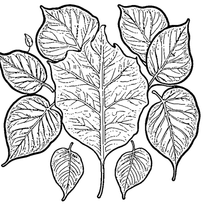 Leaf With Raindrops On Surface Coloring Page