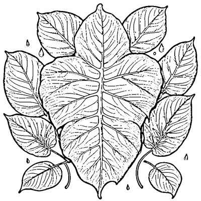 Leaf With Raindrops On Surface coloring page variation 4