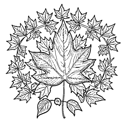 Maple Leaf Falling In Autumn Wind Coloring Page