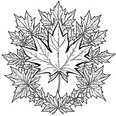 Maple Leaf With Bold Outlines Printable