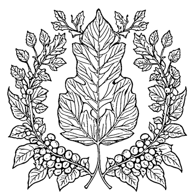 Oak Leaf With Acorn Cluster Coloring Page