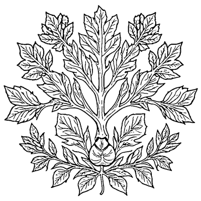Oak Leaf With Acorn Cluster coloring page variation 1