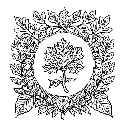 Oak Leaf With Acorn Cluster coloring page variation 2