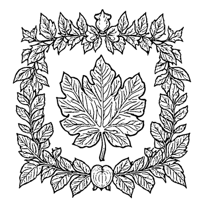 Oak Leaf With Acorn Cluster coloring page variation 4
