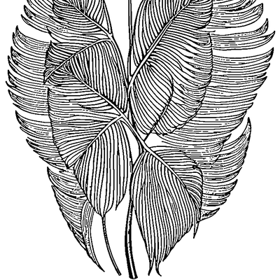 Palm Leaf With Fronds Design