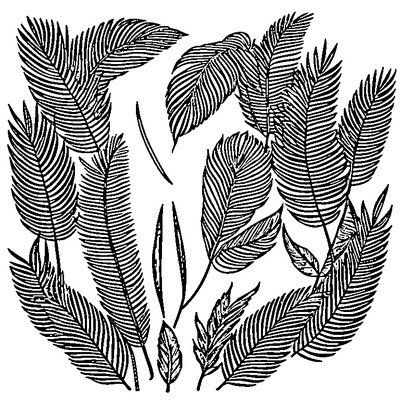 Palm Leaf With Fronds