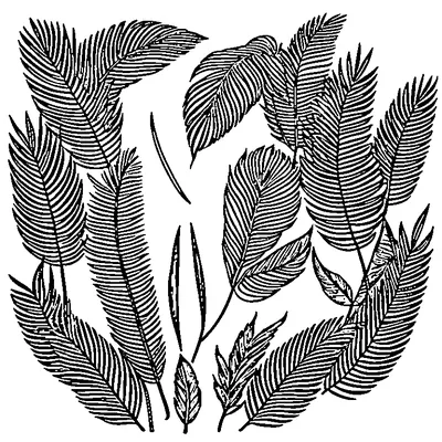 palm leaf with fronds coloring pages