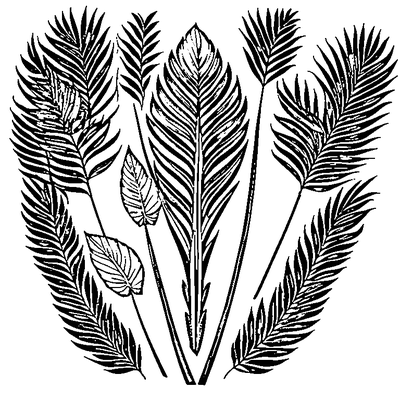 Palm Leaf With Fronds coloring page variation 2