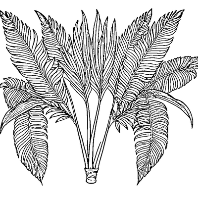 Palm Leaf With Fronds coloring page variation 4