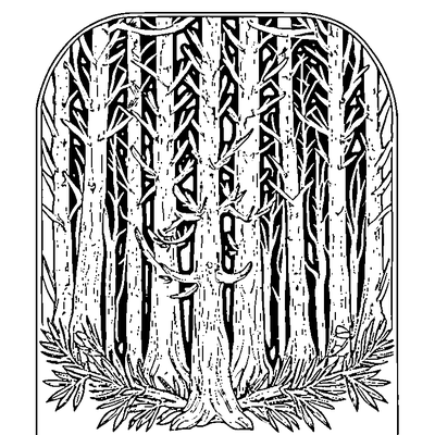 Pine Branch With Needles