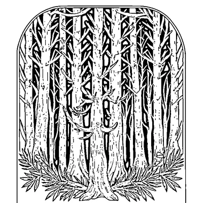 pine branch with needles coloring pages