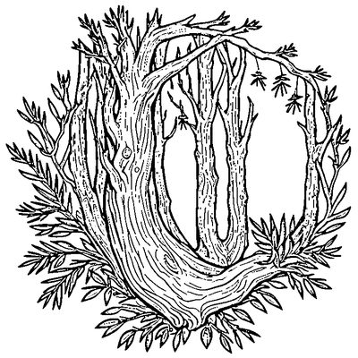 Pine Branch With Needles coloring page variation 5