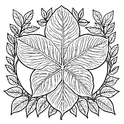 Pressed Botanical Leaf Specimen