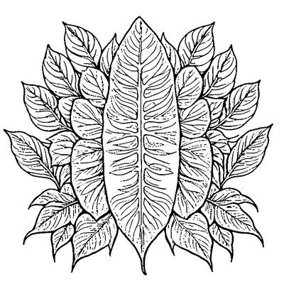 Pressed Botanical Leaf Specimen coloring page variation 1