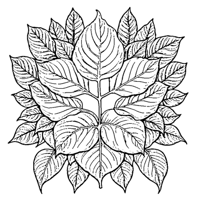 Pressed Botanical Leaf Specimen coloring page variation 2
