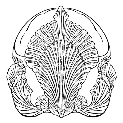 scallop pattern shell edge coloring pages