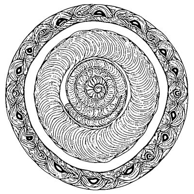 Seashell Pattern Spiral coloring page variation 3