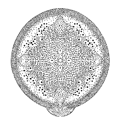 Simple Dots Pattern coloring page variation 1
