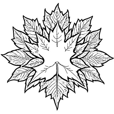 Simple Maple Leaf With Bold Outlines