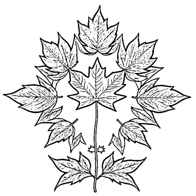 Simple Maple Leaf With Bold Outlines coloring page variation 2